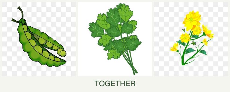 Can you plant peas, cilantro and calendula together?