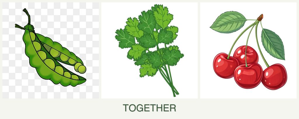 Can you plant peas, cilantro and cherries together?
