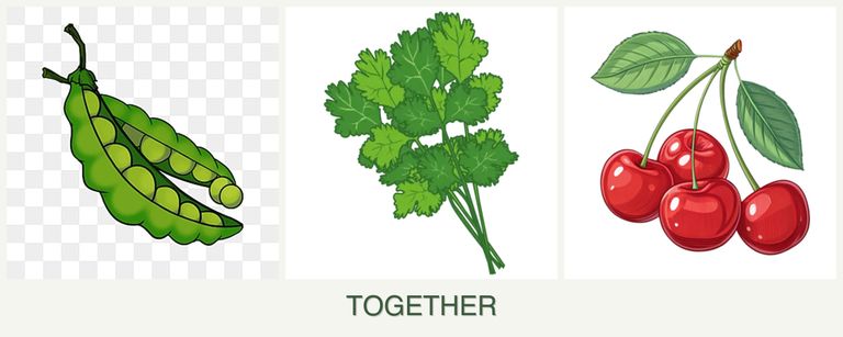 Can you plant peas, cilantro and cherries together?