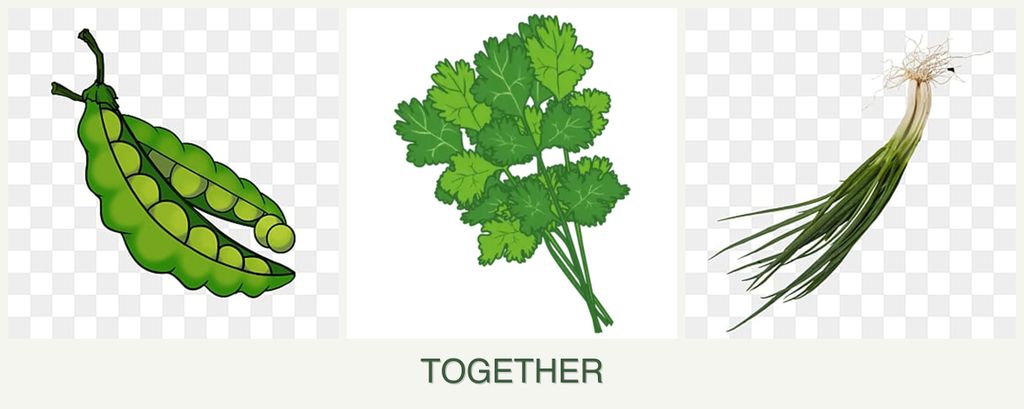 Can you plant peas, cilantro and chives together?