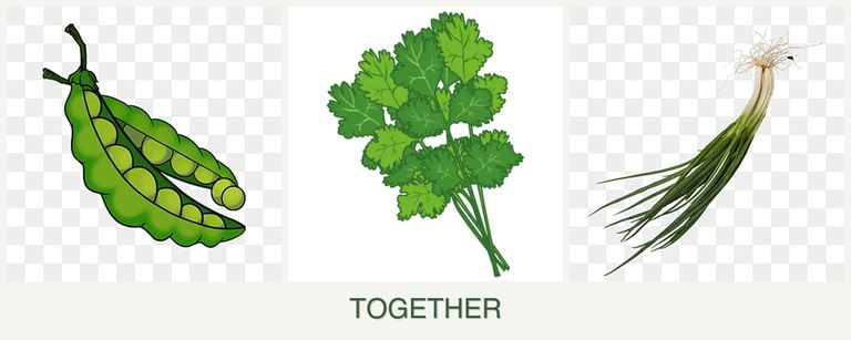 Can you plant peas, cilantro and chives together?