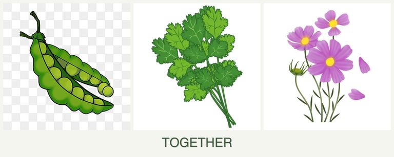 Can you plant peas, cilantro and cosmos together?