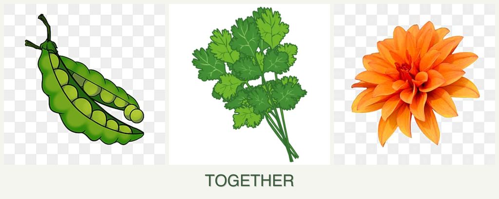 Can you plant peas, cilantro and dahlias together?