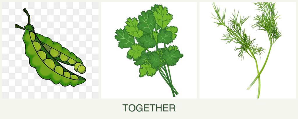 Can you plant peas, cilantro and dill together?