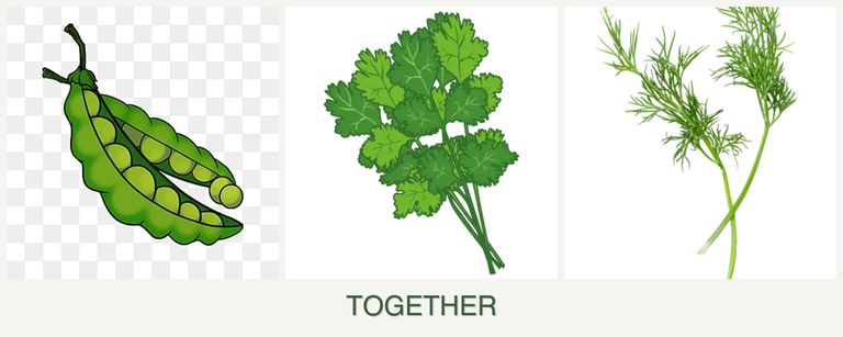 Can you plant peas, cilantro and dill together?