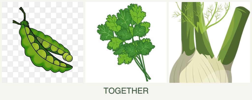 Can you plant peas, cilantro and fennel together?