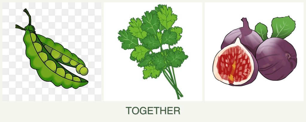 Can you plant peas, cilantro and figs together?