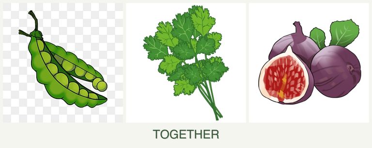 Can you plant peas, cilantro and figs together?