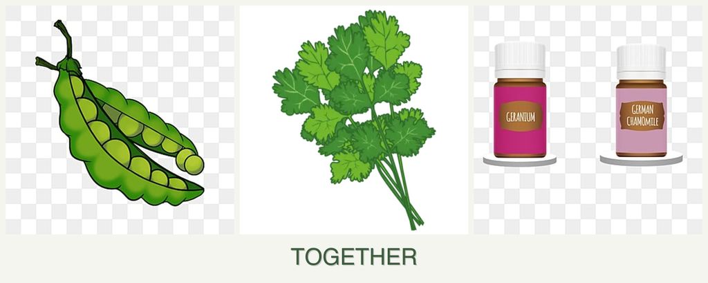 Can you plant peas, cilantro and geraniums together?