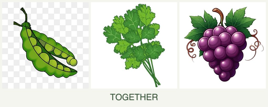Can you plant peas, cilantro and grapes together?