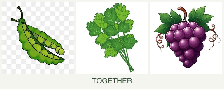 Can you plant peas, cilantro and grapes together?