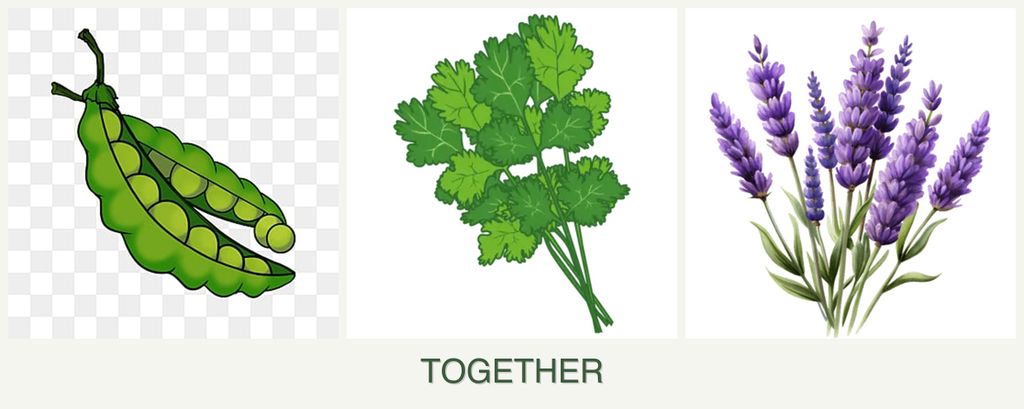 Can you plant peas, cilantro and lavender together?