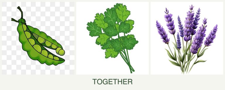 Can you plant peas, cilantro and lavender together?