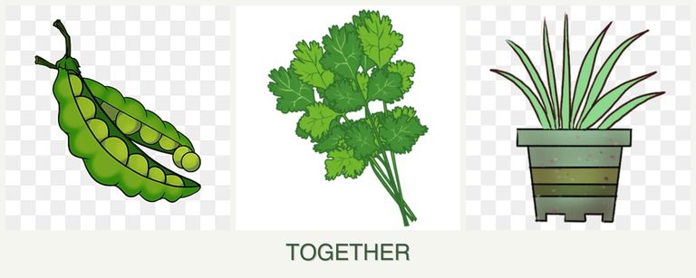 Can you plant peas, cilantro and lemongrass together?