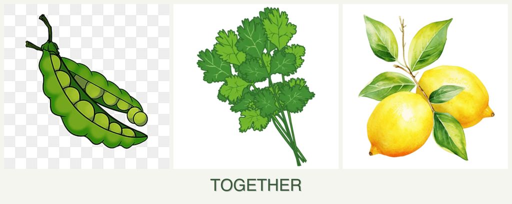 Can you plant peas, cilantro and lemons together?