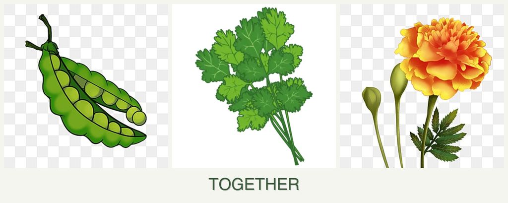 Can you plant peas, cilantro and marigolds together?