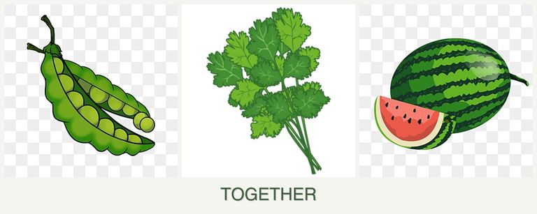 Can you plant peas, cilantro and melons together?