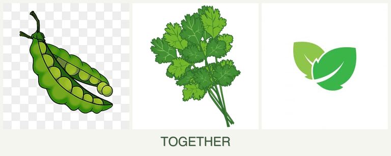 Can you plant peas, cilantro and mint together?