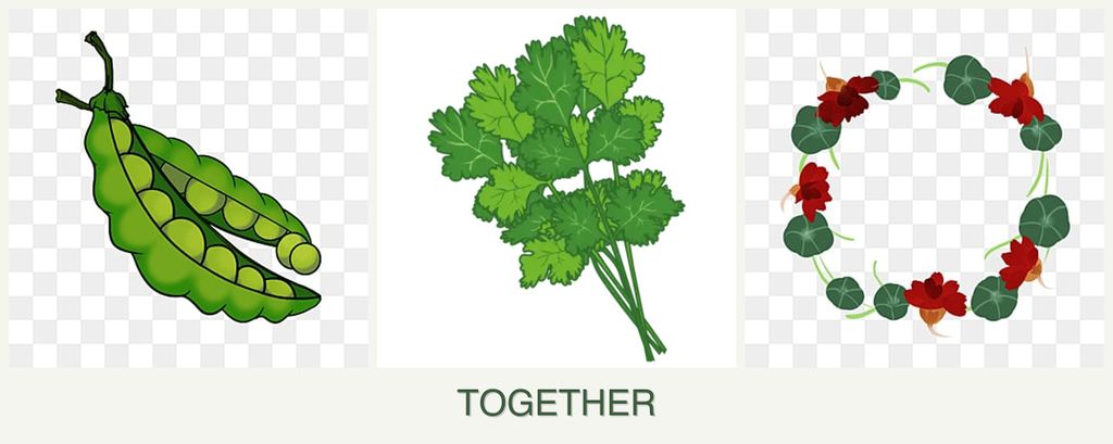 Can you plant peas, cilantro and nasturtiums together?