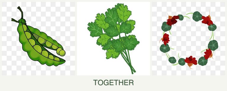 Can you plant peas, cilantro and nasturtiums together?
