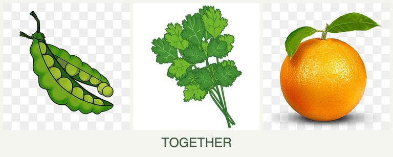 Can you plant peas, cilantro and oranges together?