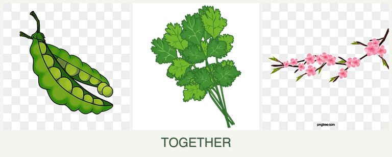 Can you plant peas, cilantro and peaches together?