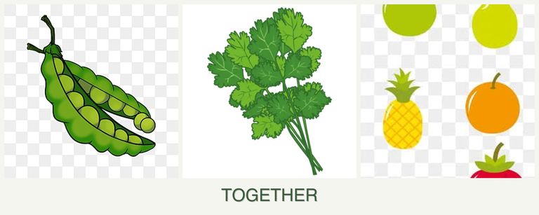 Can you plant peas, cilantro and pears together?