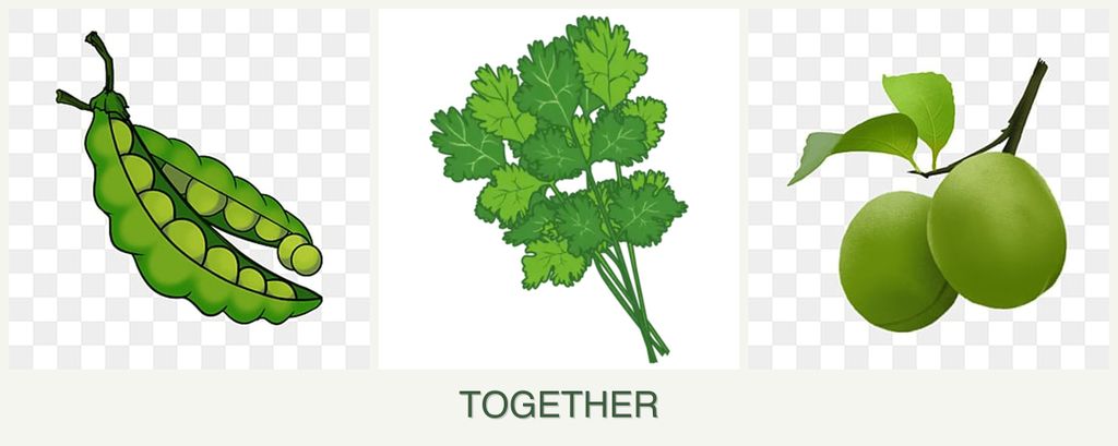 Can you plant peas, cilantro and plums together?