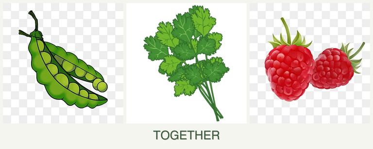 Can you plant peas, cilantro and raspberries together?