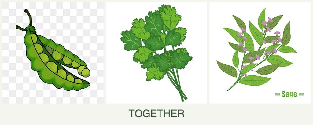 Can you plant peas, cilantro and sage together?