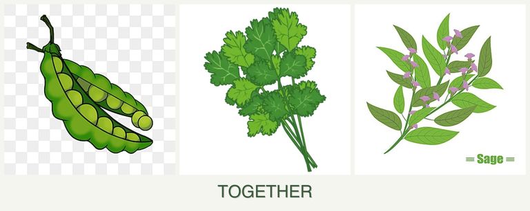 Can you plant peas, cilantro and sage together?
