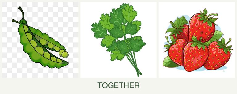 Can you plant peas, cilantro and strawberries together?