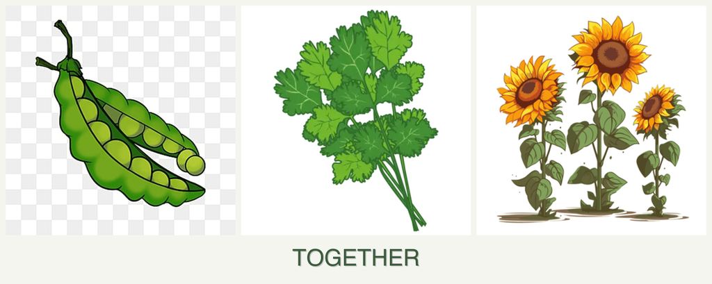 Can you plant peas, cilantro and sunflowers together?