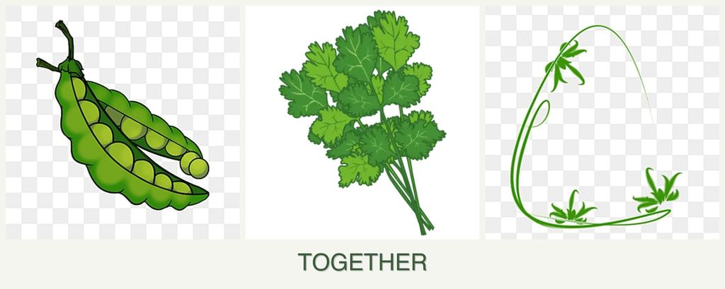 Can you plant peas, cilantro and tarragon together?