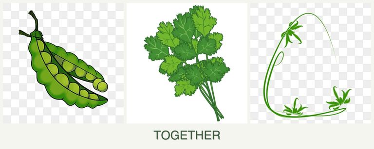Can you plant peas, cilantro and tarragon together?