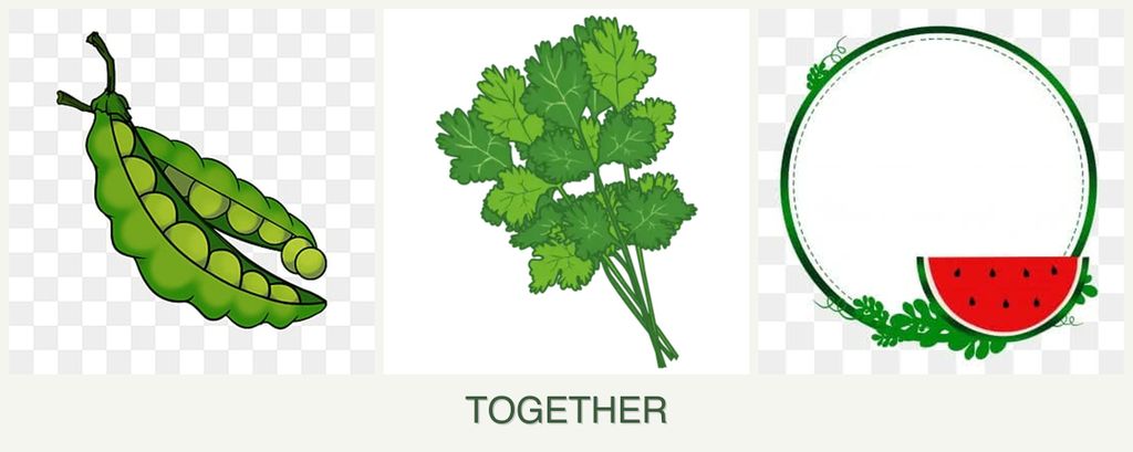 Can you plant peas, cilantro and watermelons together?