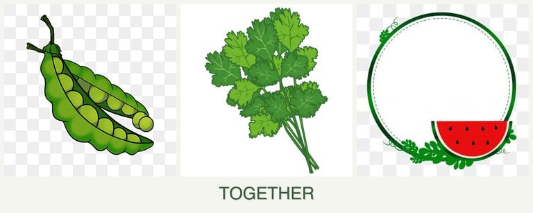 Can you plant peas, cilantro and watermelons together?