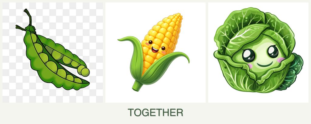Can you plant peas, corn and cabbage together?