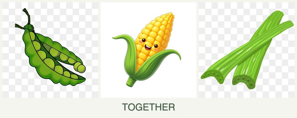 Can you plant peas, corn and celery together?