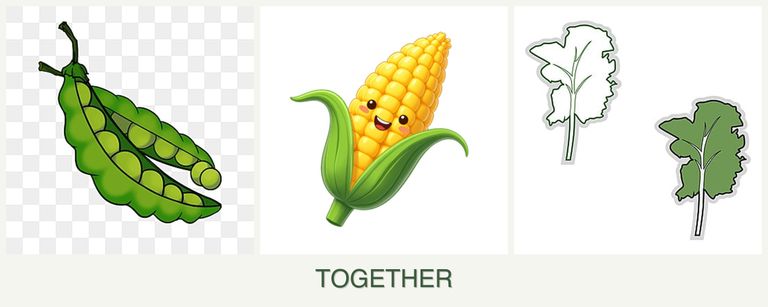 Can you plant peas, corn and kale together?