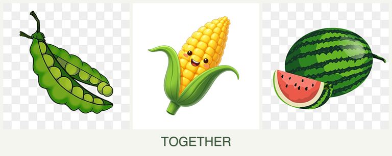 Can you plant peas, corn and melons together?