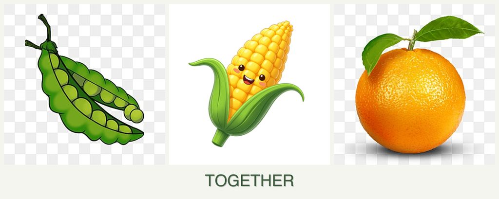 Can you plant peas, corn and oranges together?
