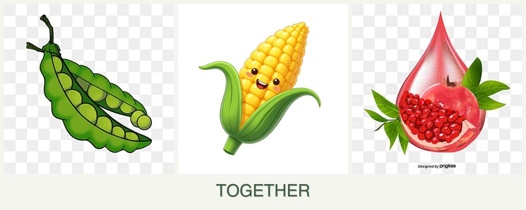 Can you plant peas, corn and pomegranates together?