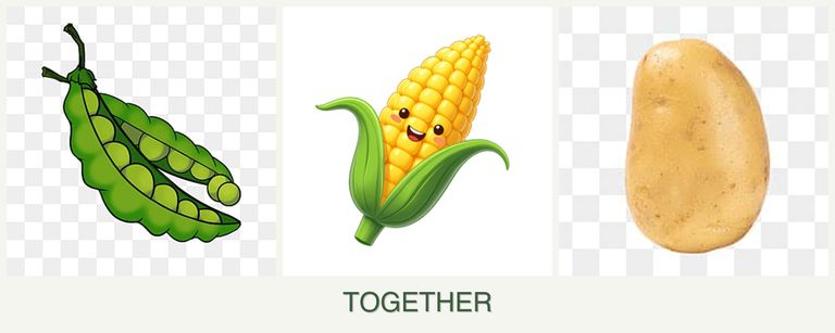 Can you plant peas, corn and potatoes together?