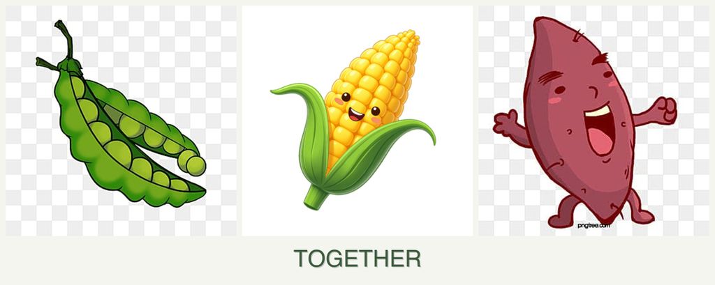 Can you plant peas, corn and sweet potatoes together?