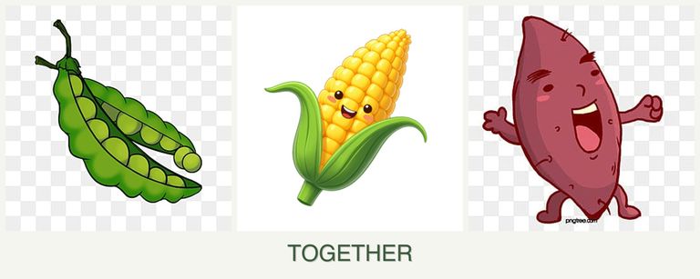Can you plant peas, corn and sweet potatoes together?