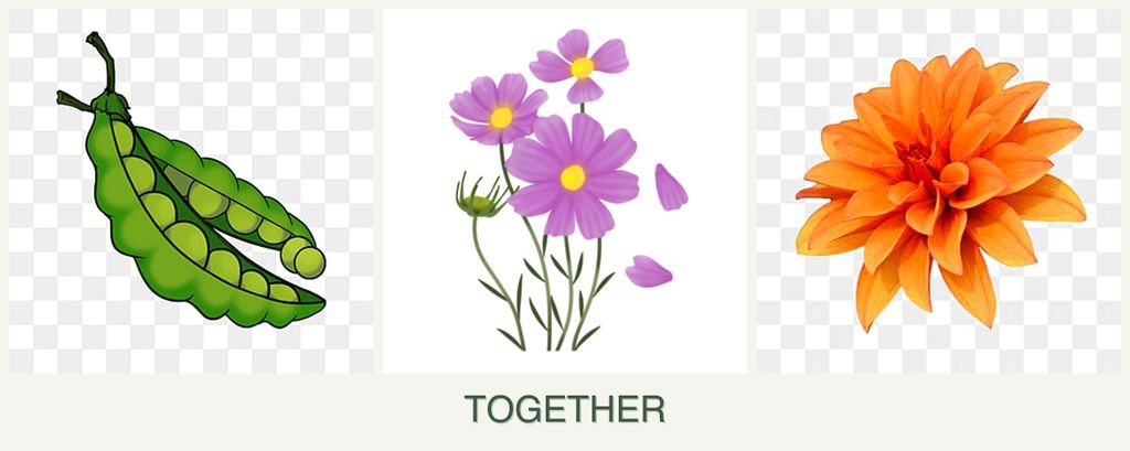 Can you plant peas, cosmos and dahlias together?