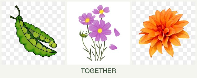Can you plant peas, cosmos and dahlias together?
