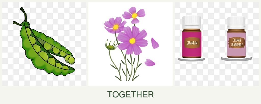 Can you plant peas, cosmos and geraniums together?