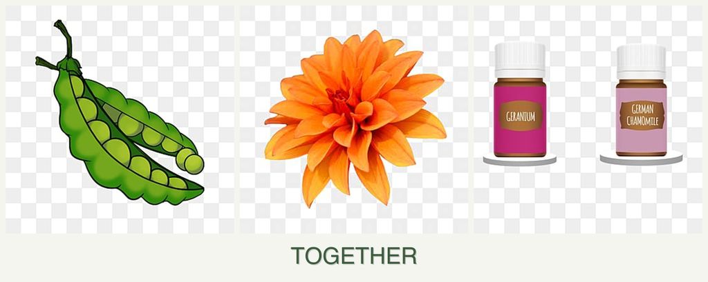 Can you plant peas, dahlias and geraniums together?